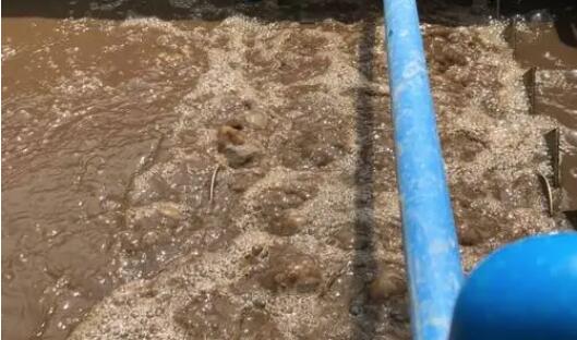 （圖：南輝客戶生化污水池起泡場景）